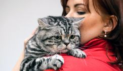 Как сделать бизнес на котах
